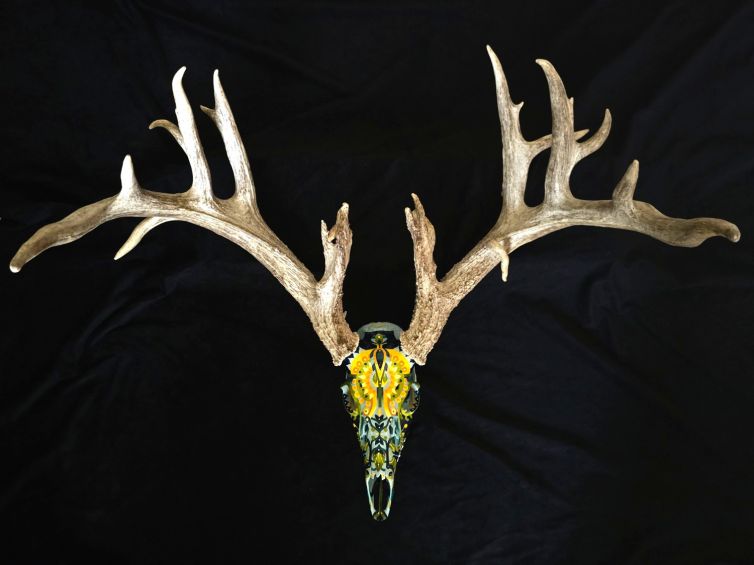 Sunburst Deer